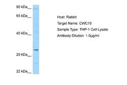 CWC15 Rabbit anti-Human, Polyclonal, Novus Biologicals 0.1 mL | Buy Online | Novus Biologicals | Fisher Scientific